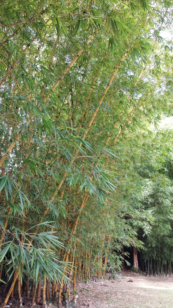 lighter variety of bamboo