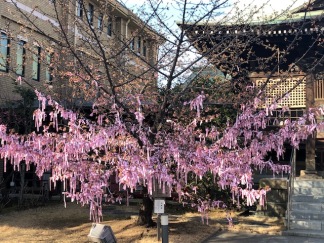The pink ribbons on the cherry tree carry wishes