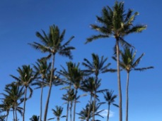Coconut palms & blue skies