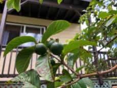 The guava tree is LOADED with fruit.
