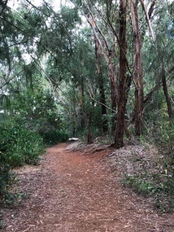 Eucalyptus grove