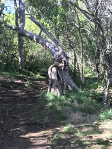 Gnarled, uninviting tree at trailhead