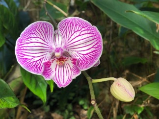 A hidden orchid