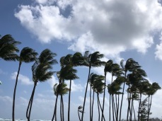 Sustained winds through the palm trees